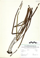 藏品(書帶蕨)的圖片